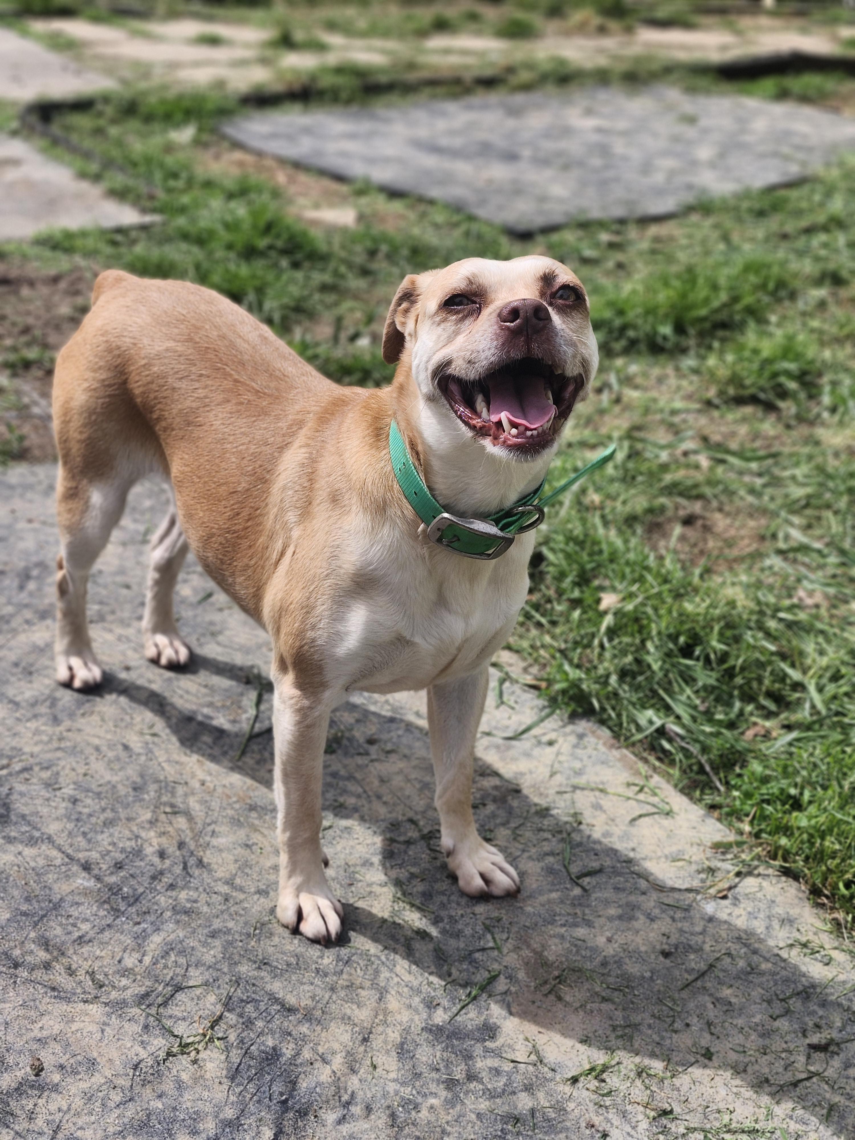 Enlarge Ginger, a Adoptable mixed breed in Cosby, TN image 3/5