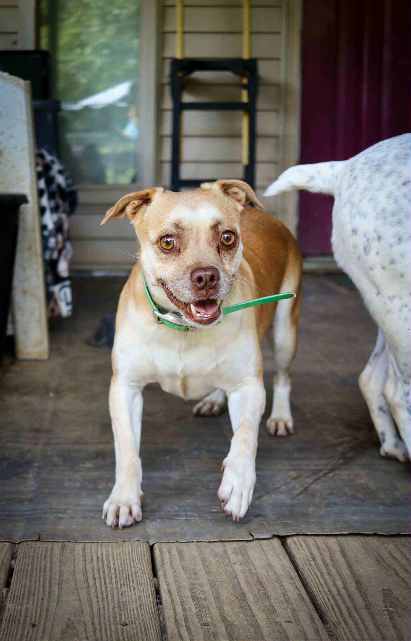 Ginger, Adoptable, Adult Female Beagle.