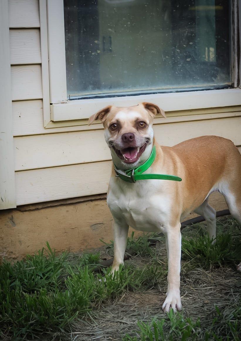 Ginger, an adoptable Beagle in Cosby, TN, 37722 | Photo Image 1