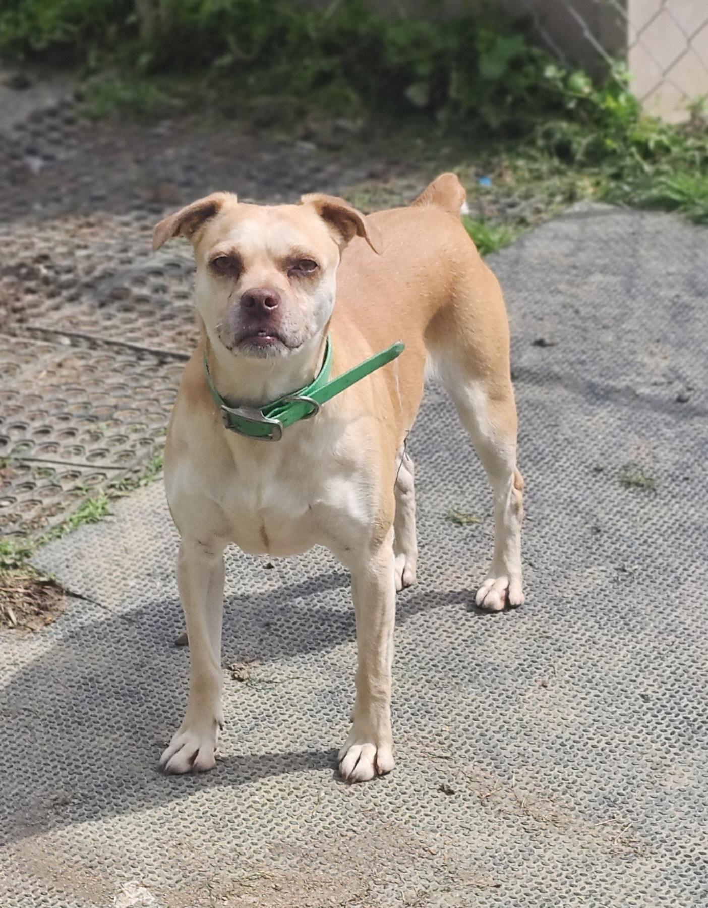 Enlarge Ginger, a Adoptable mixed breed in Cosby, TN image 5/5