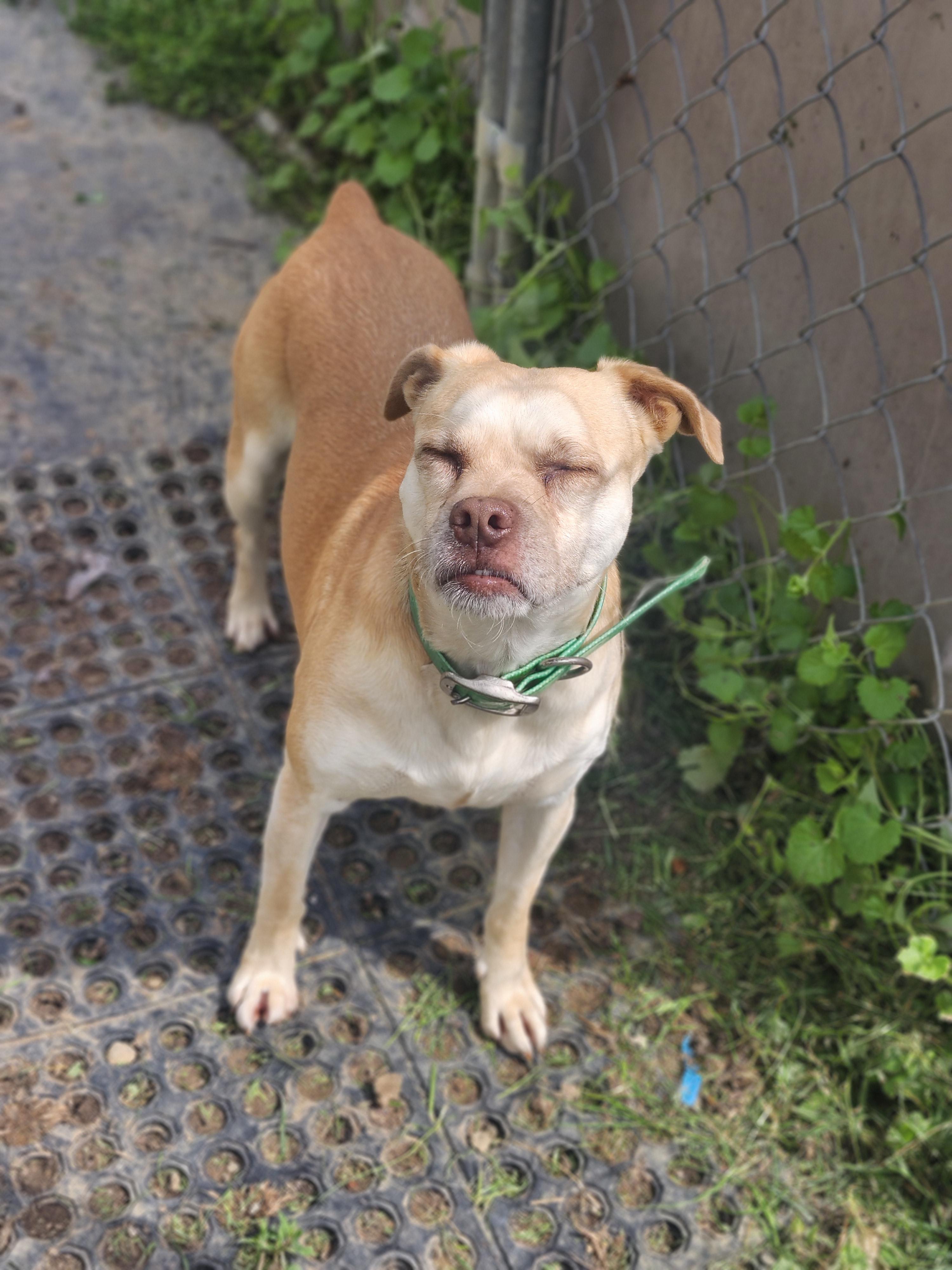 Enlarge Ginger, a Adoptable mixed breed in Cosby, TN image 4/5