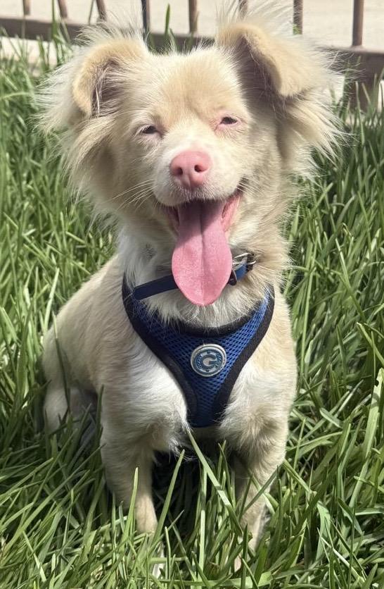 Rosita, Adoptable, Young Female Papillon.
