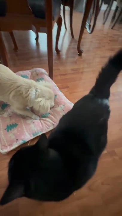 Enlarge Rosita, a Adoptable mixed breed in San Diego, CA video 2/3