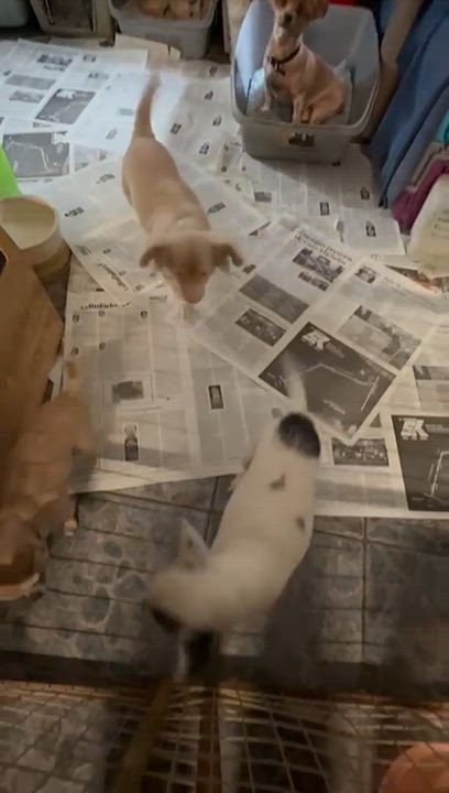 Enlarge Rosita, a Adoptable mixed breed in San Diego, CA video 3/3