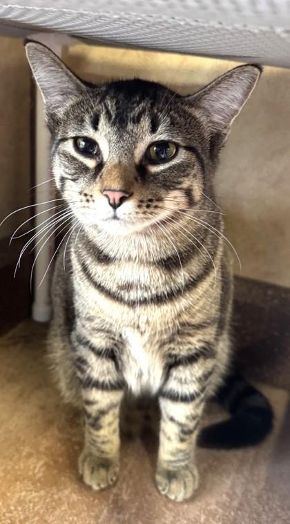 Enlarge Bashful- BONDED TO HAPPY, an adopted Domestic Short Hair in Stanwood, WA image 1/1