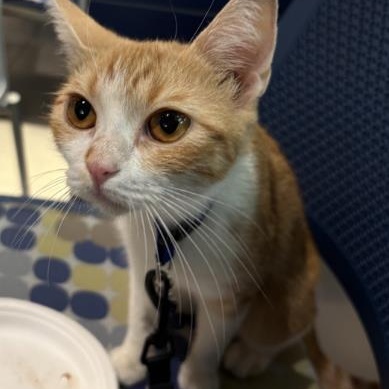 Enlarge Orange Dreamsicle, an adopted Domestic Short Hair in Converse, TX image 1/1