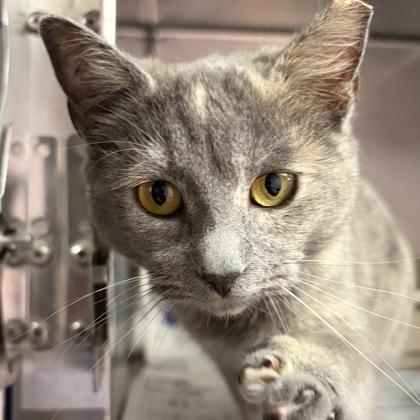Lois, an adopted Dilute Calico in North Myrtle Beach, SC image 6/6