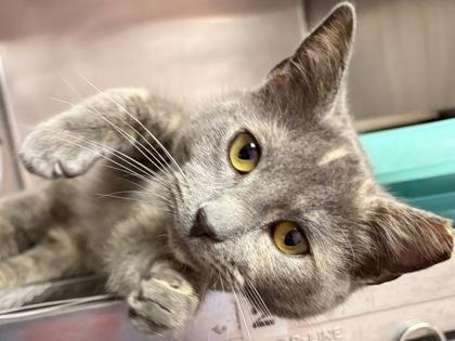 Lois, an adopted Dilute Calico in North Myrtle Beach, SC image 4/6