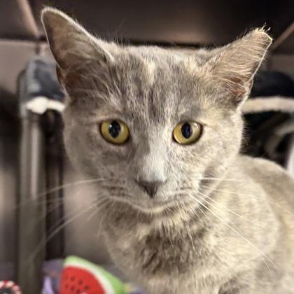 Lois, an adopted Dilute Calico in North Myrtle Beach, SC image 2/6