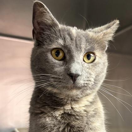 Lois, adopted, Young Female Dilute Calico.