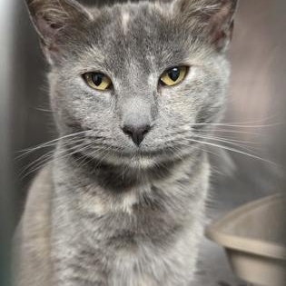 Lois, an adopted Dilute Calico in North Myrtle Beach, SC image 3/6