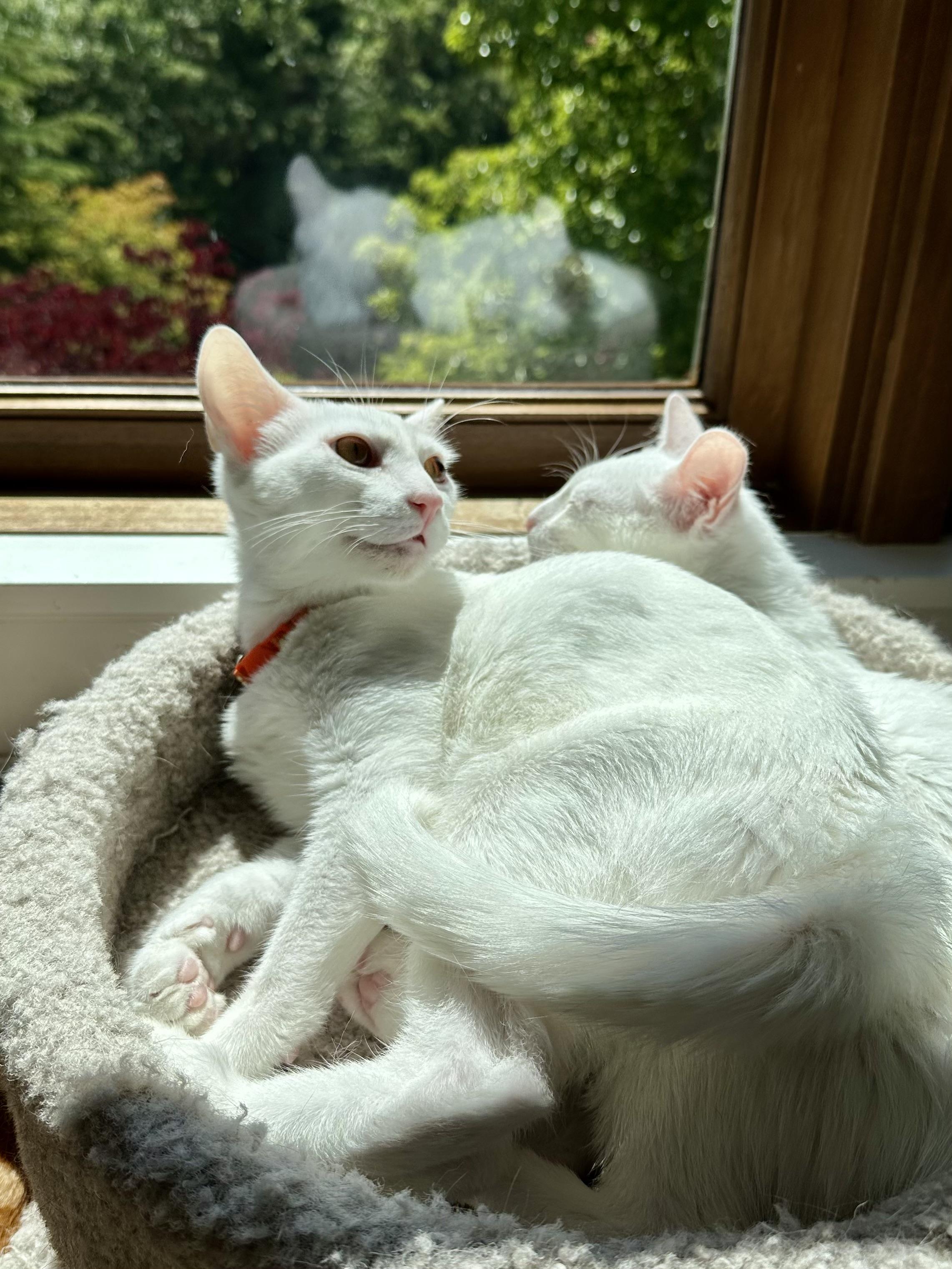 Enlarge Milan, a Adoptable Domestic Short Hair in Campbell, CA image 2/6