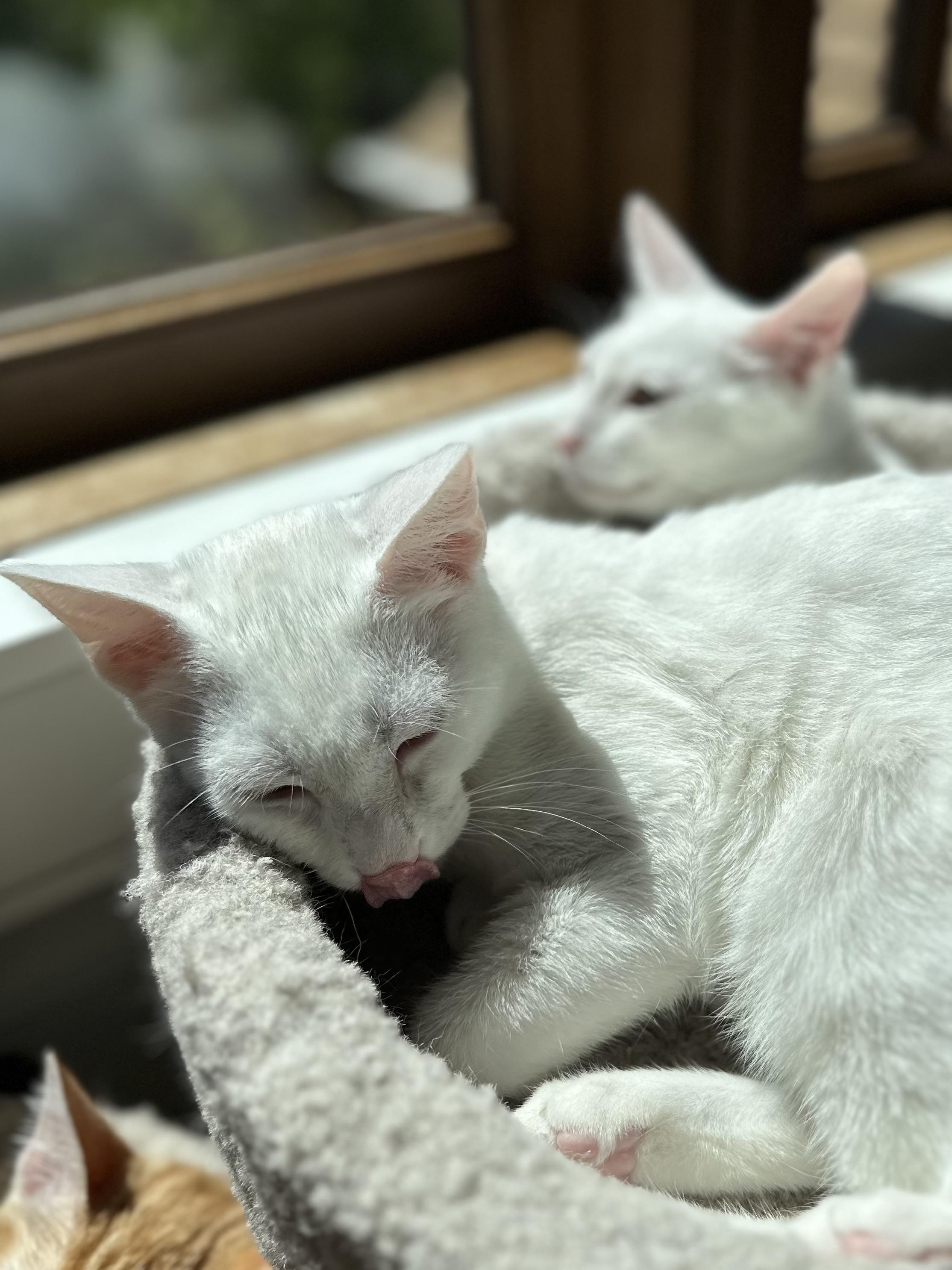 Enlarge Milan, a Adoptable Domestic Short Hair in Campbell, CA image 4/6