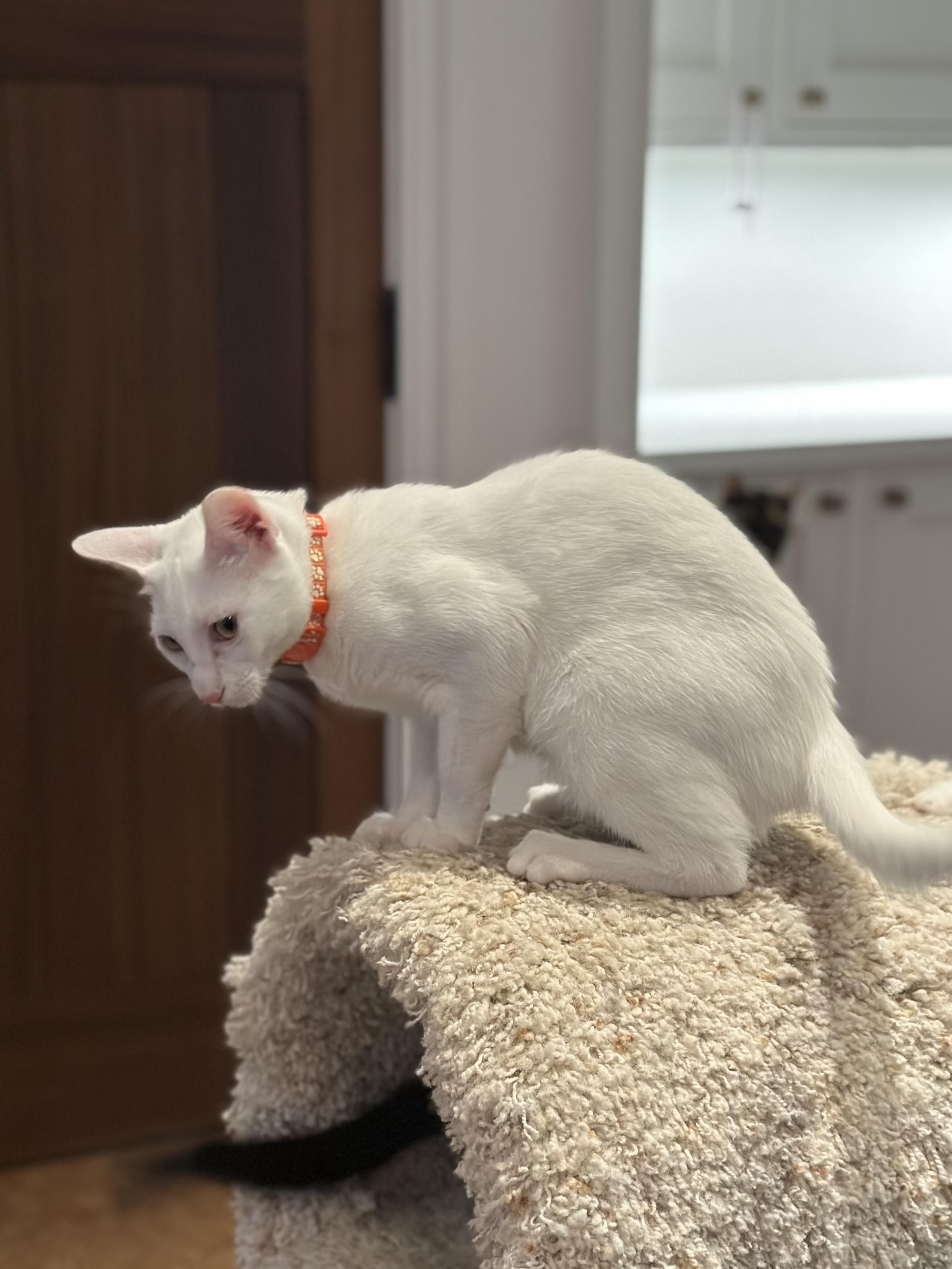 Enlarge Milan, a Adoptable Domestic Short Hair in Campbell, CA image 5/6