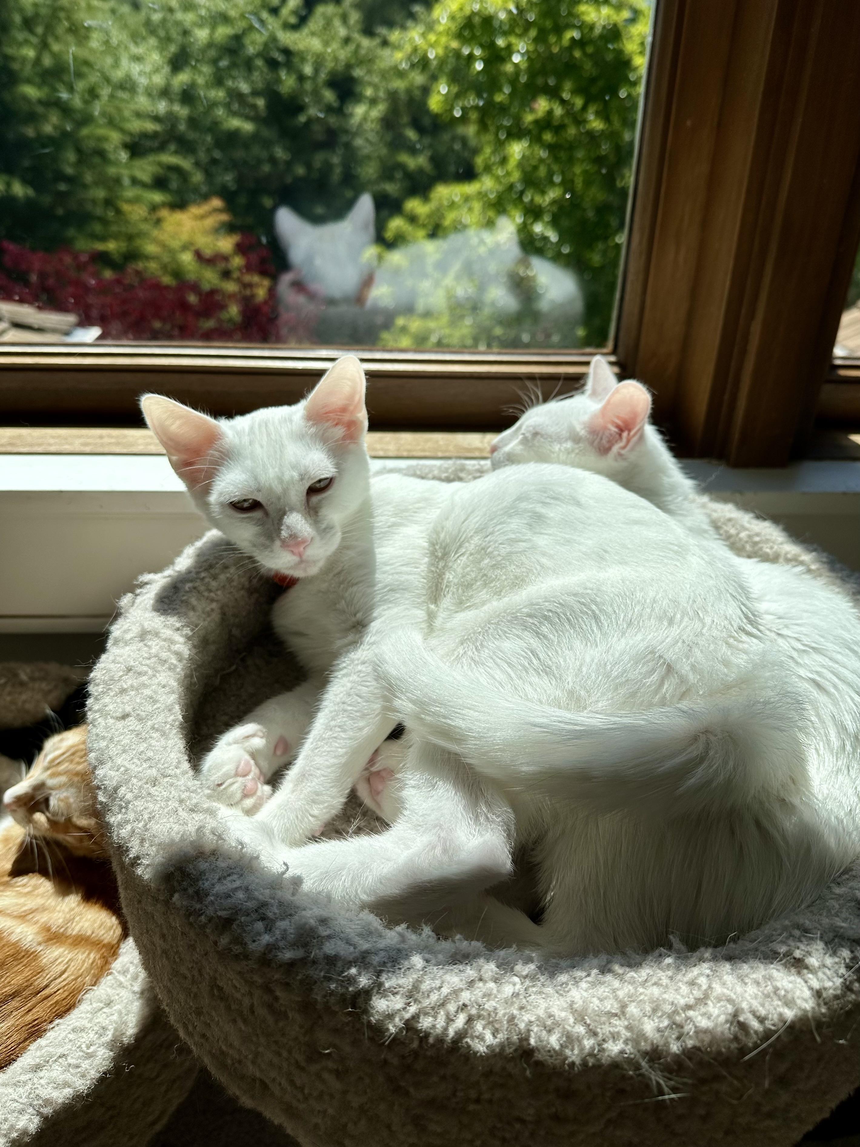 Milan, Adoptable, Kitten Male Domestic Short Hair.