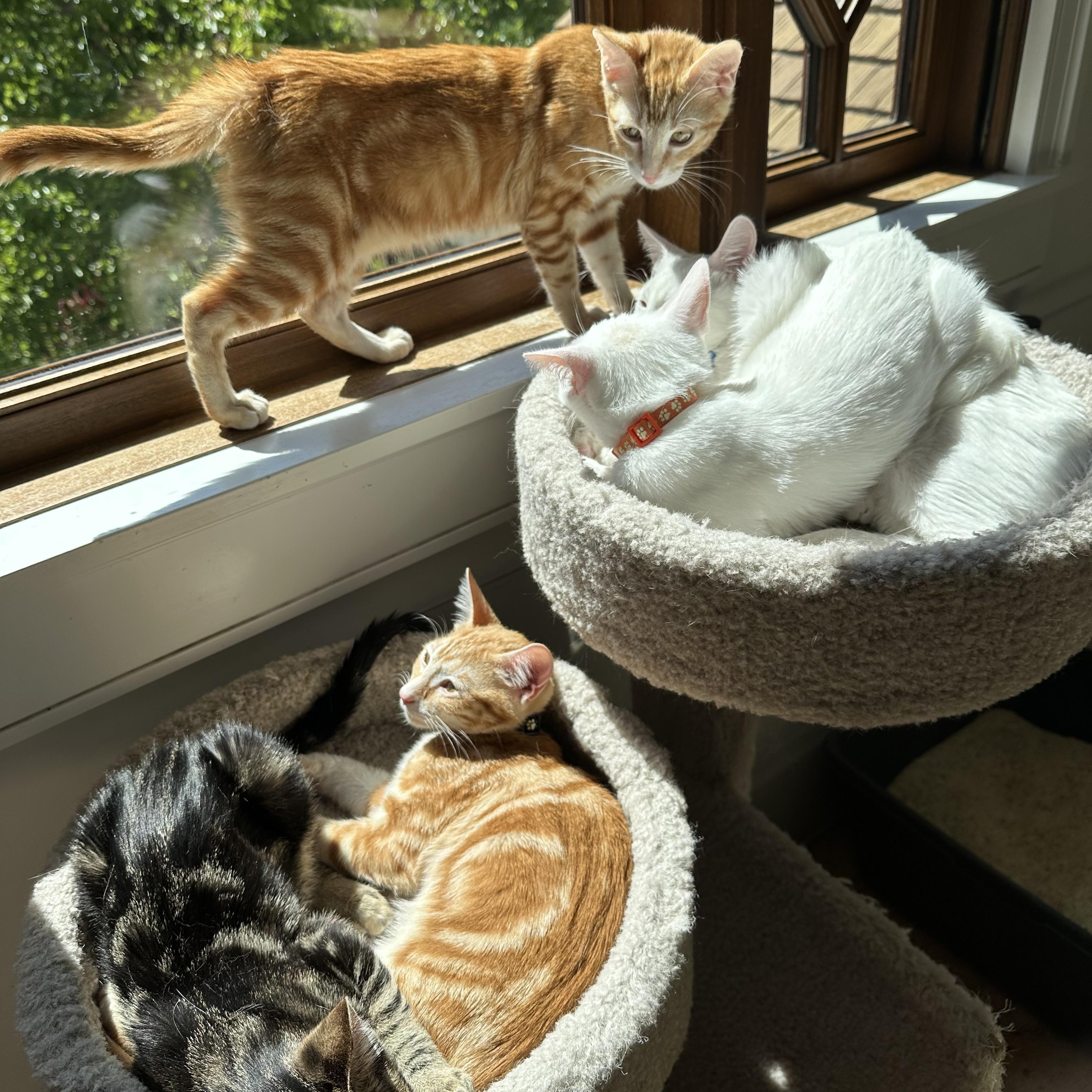 Enlarge Milan, a Adoptable Domestic Short Hair in Campbell, CA image 6/6