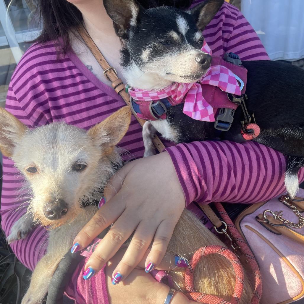 Bugs 14299, Adoptable, Senior Male Terrier & Chihuahua.