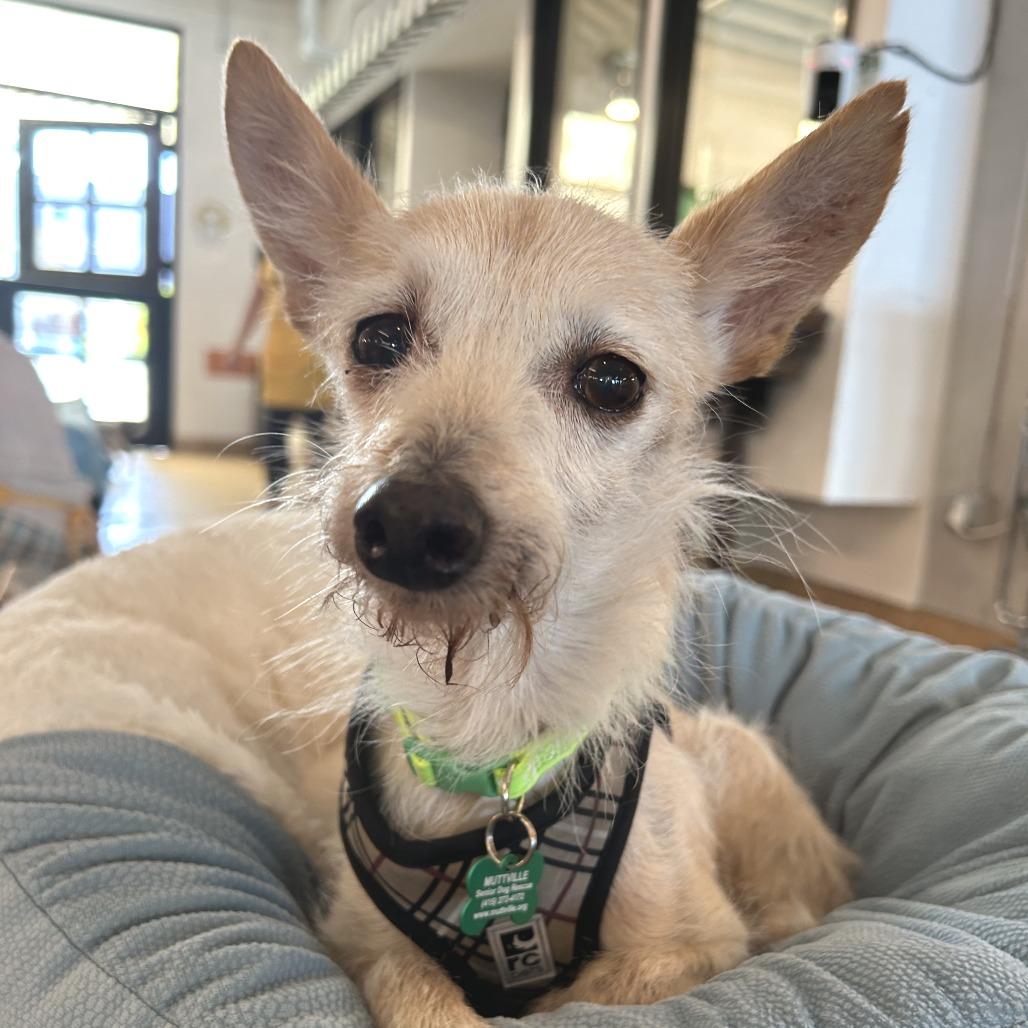 Bugs 14299, a Adoptable mixed breed in San Francisco, CA image 2/6