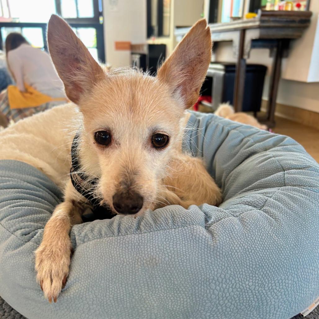 Bugs 14299, a Adoptable mixed breed in San Francisco, CA image 3/6