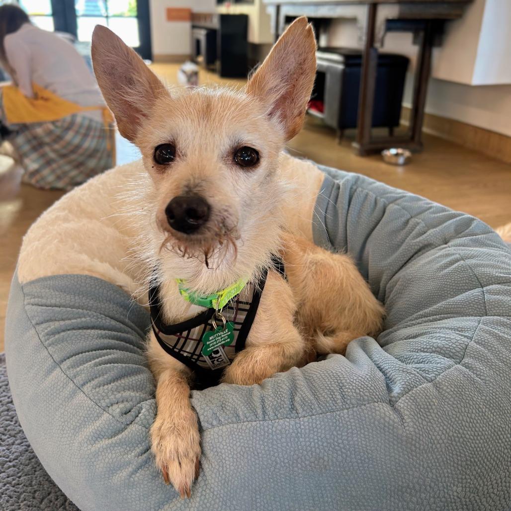 Bugs 14299, a Adoptable mixed breed in San Francisco, CA image 4/6