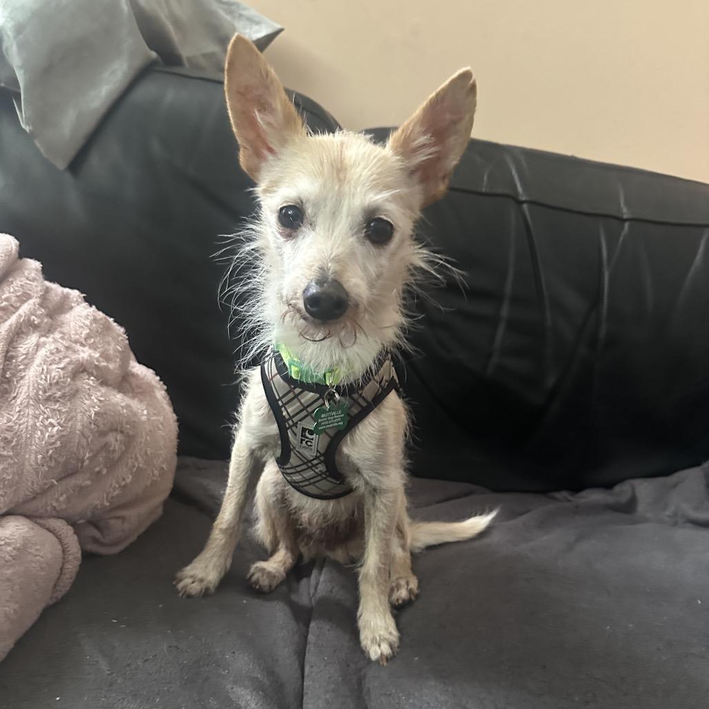 Bugs 14299, a Adoptable mixed breed in San Francisco, CA image 5/6