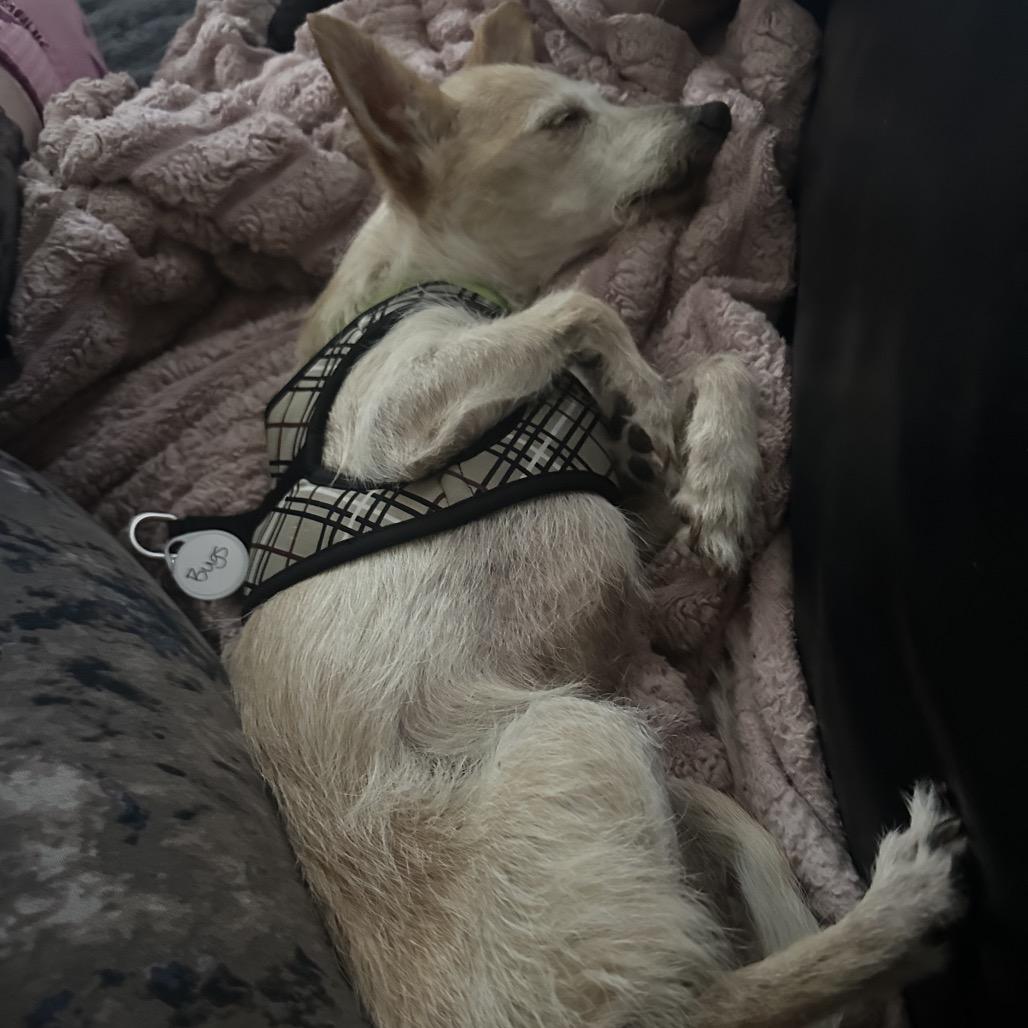 Bugs 14299, a Adoptable mixed breed in San Francisco, CA image 6/6