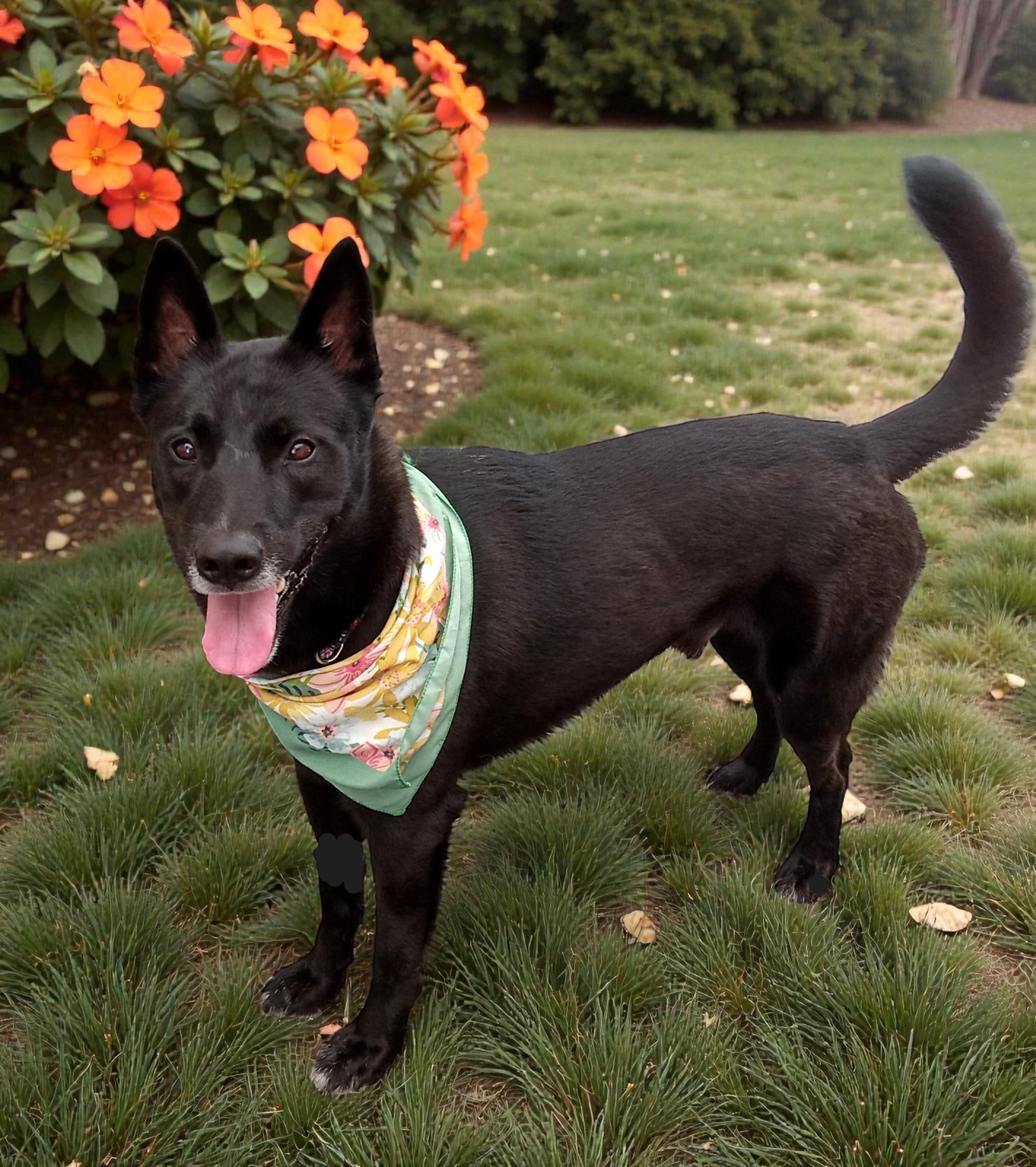 Enlarge Rocky , a ADOPTABLE Australian Kelpie in Davenport, IA image 3/6