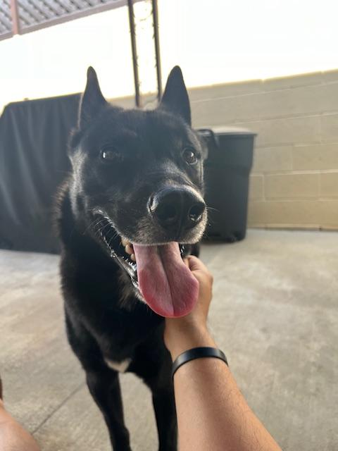 Enlarge Rocky , a ADOPTABLE Australian Kelpie in Davenport, IA image 6/6