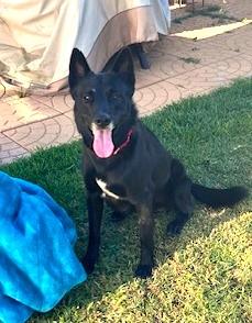 Enlarge Rocky , a ADOPTABLE Australian Kelpie in Davenport, IA image 2/6