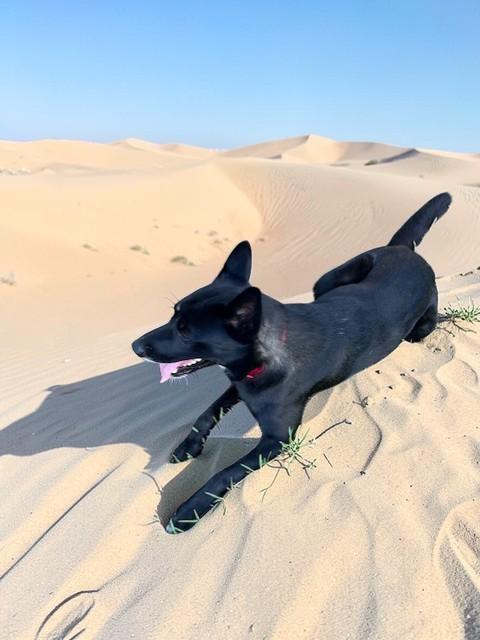 Enlarge Rocky , a ADOPTABLE Australian Kelpie in Davenport, IA image 5/6