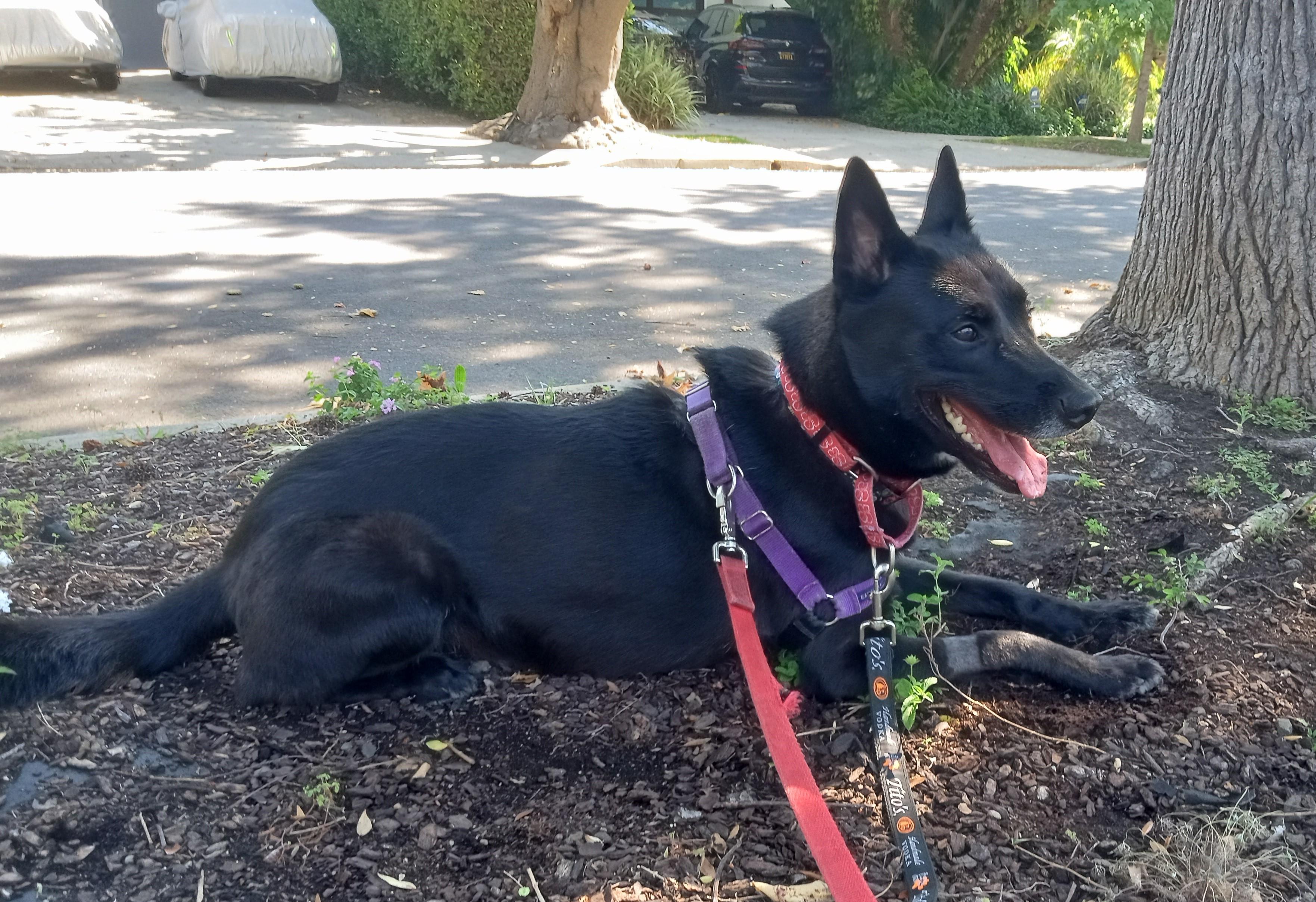 Enlarge Rocky , a ADOPTABLE Australian Kelpie in Davenport, IA image 1/6