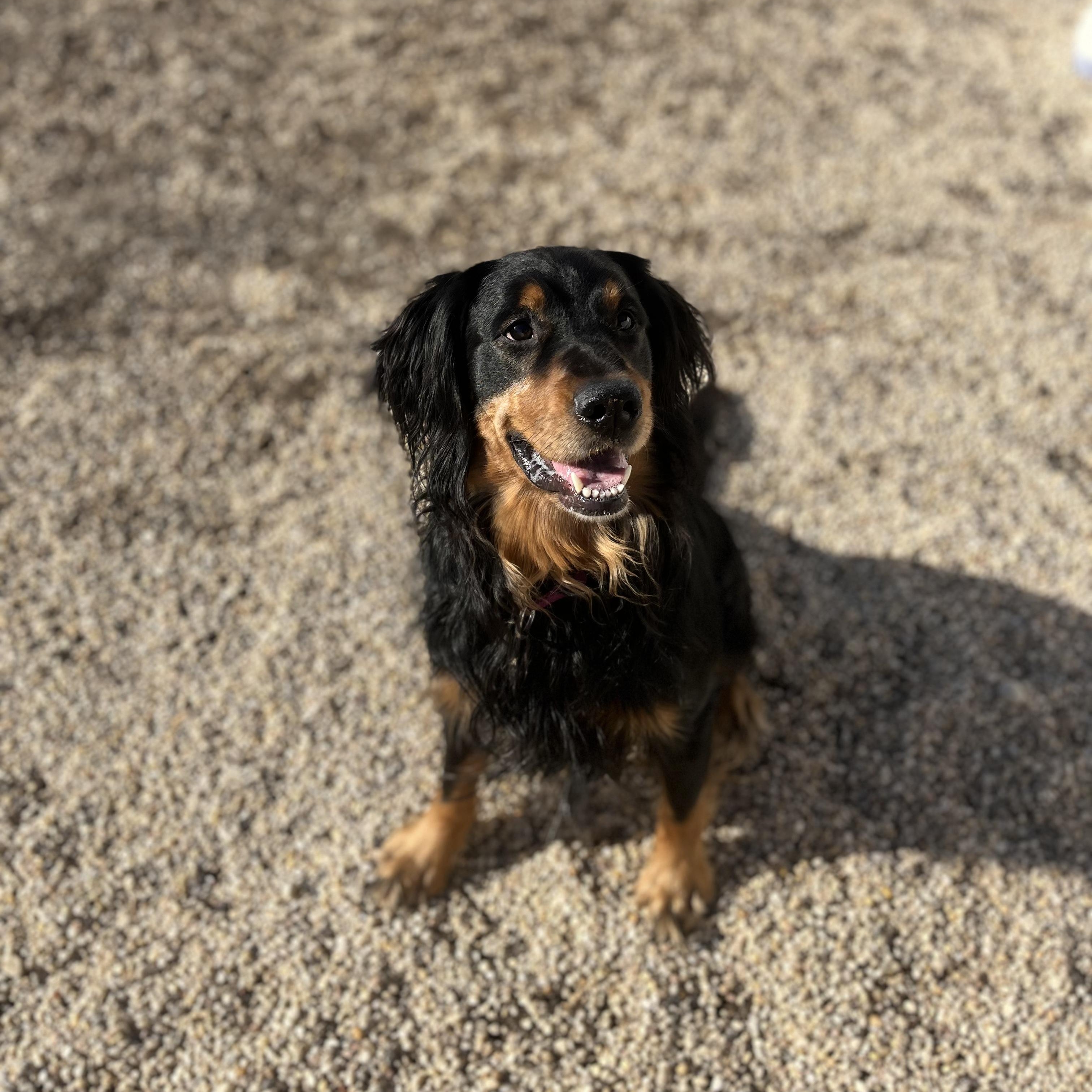 Enlarge Moose, an adopted English Setter in AQUEBOGUE, NY image 1/1
