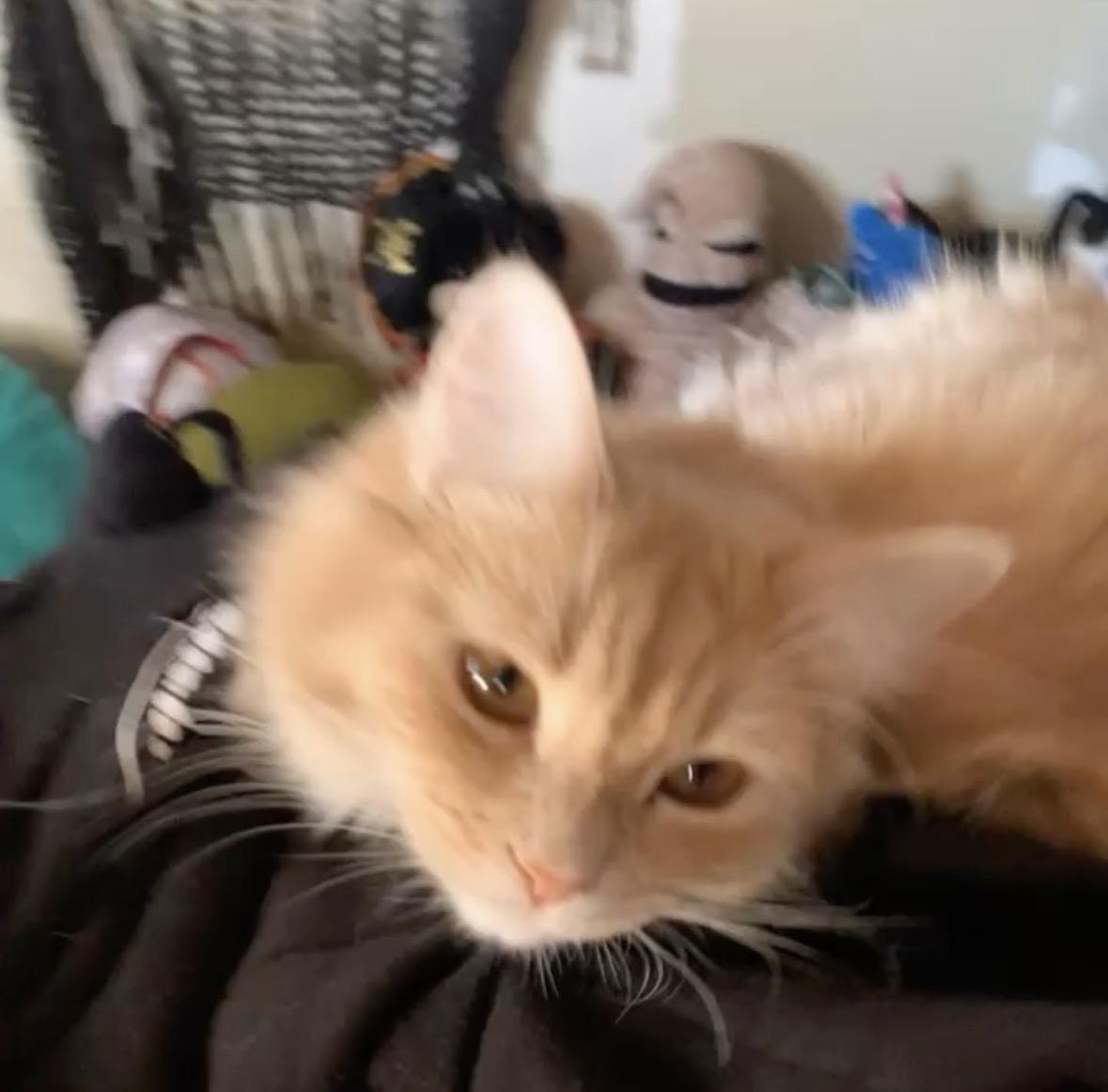 Enlarge Honey And Dawn, a Adoptable American Shorthair in San Diego, CA image 1/3