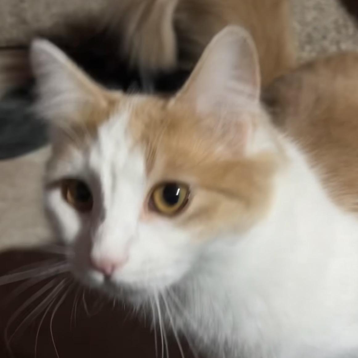 Enlarge Honey and Dawn, a ADOPTABLE American Shorthair in San Diego, CA image 3/3