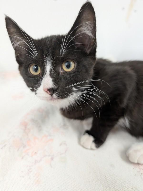 Enlarge Juniper, a Adoptable mixed breed in Kamloops, BC image 1/1