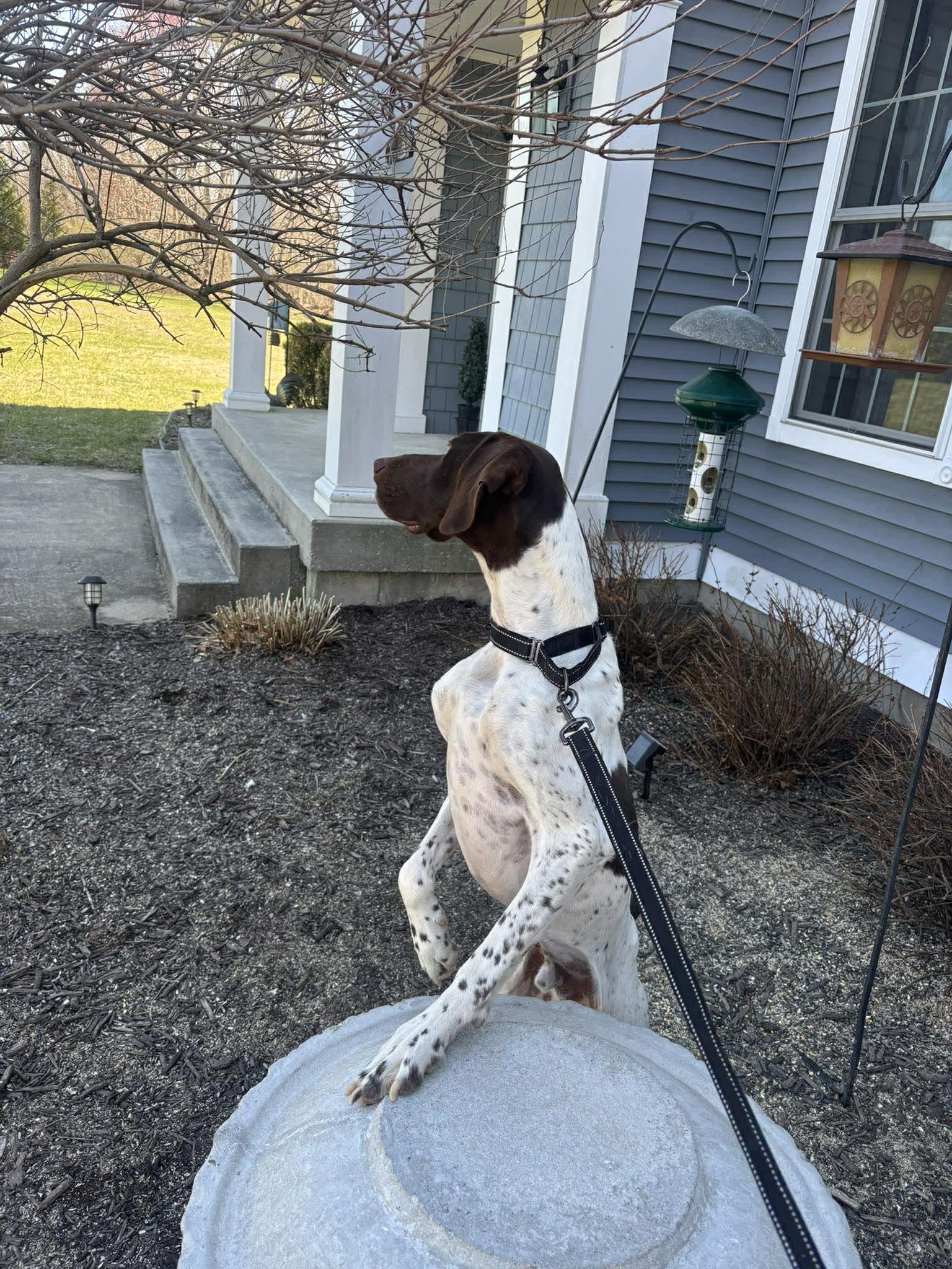 Enlarge Hunter, a Adopted English Pointer in Pomfret Center, CT image 1/3