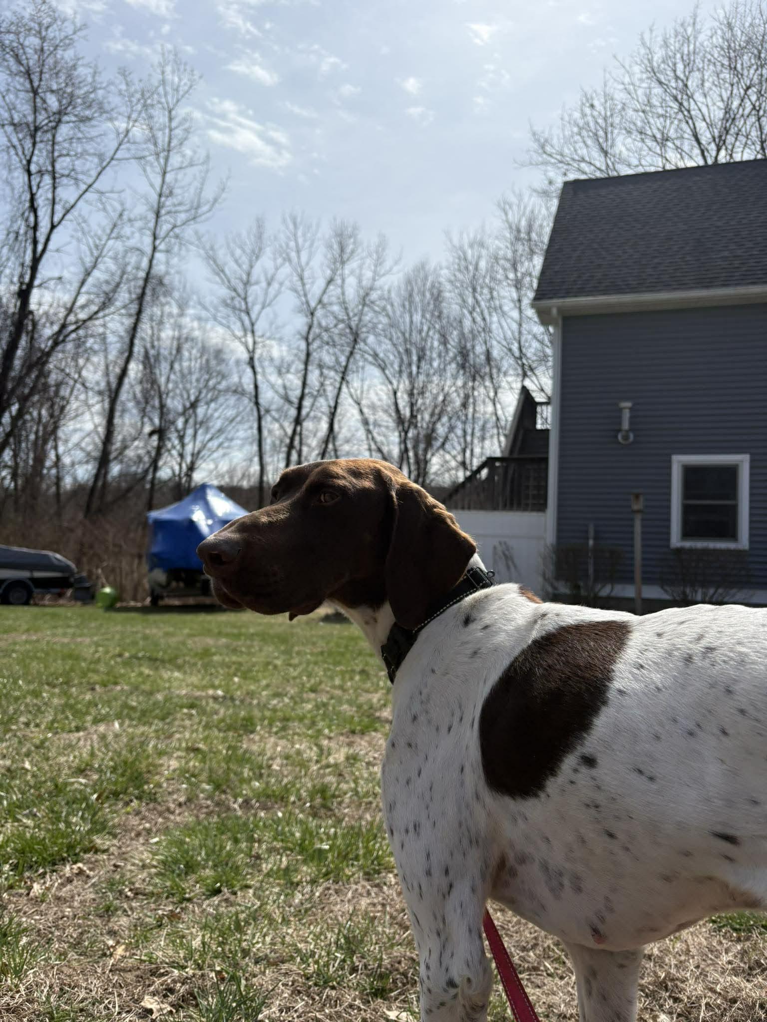 Enlarge Hunter, a Adopted English Pointer in Pomfret Center, CT image 2/3