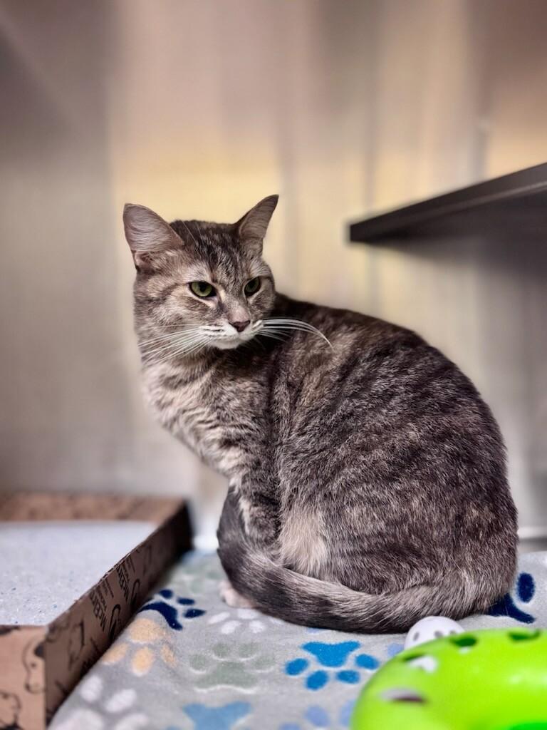 Enlarge Marion, a Adoptable Domestic Short Hair in Wooster, OH image 1/1