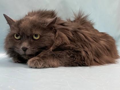 Denise, Adoptable, Senior Female Domestic Long Hair & Domestic Short Hair.