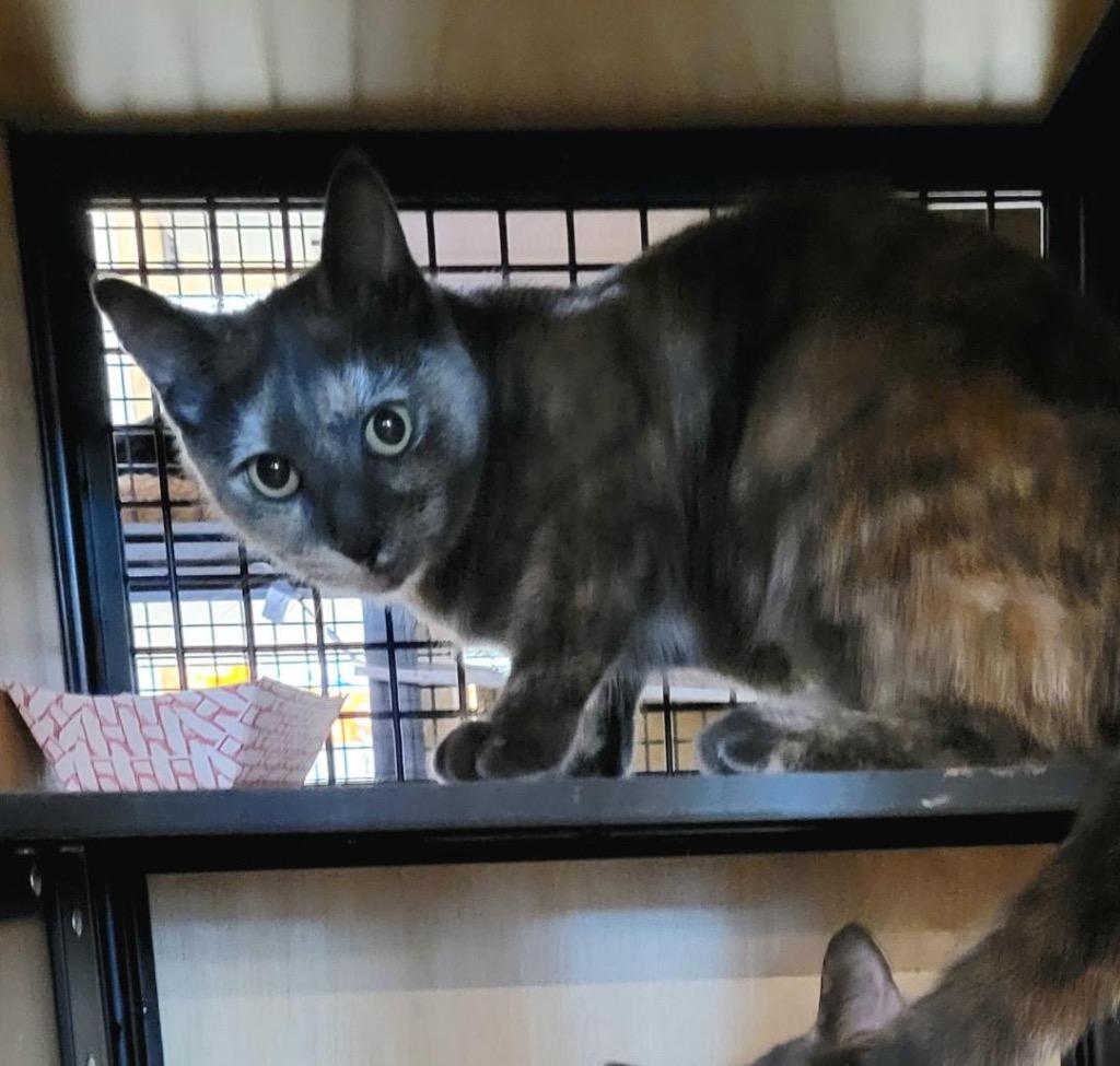 Holly  (and Hibiscus), Adoptable, Kitten Female Domestic Short Hair.