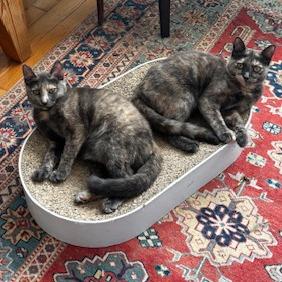 Enlarge Holly  (and Hibiscus), a Adoptable mixed breed in New York, NY image 3/6