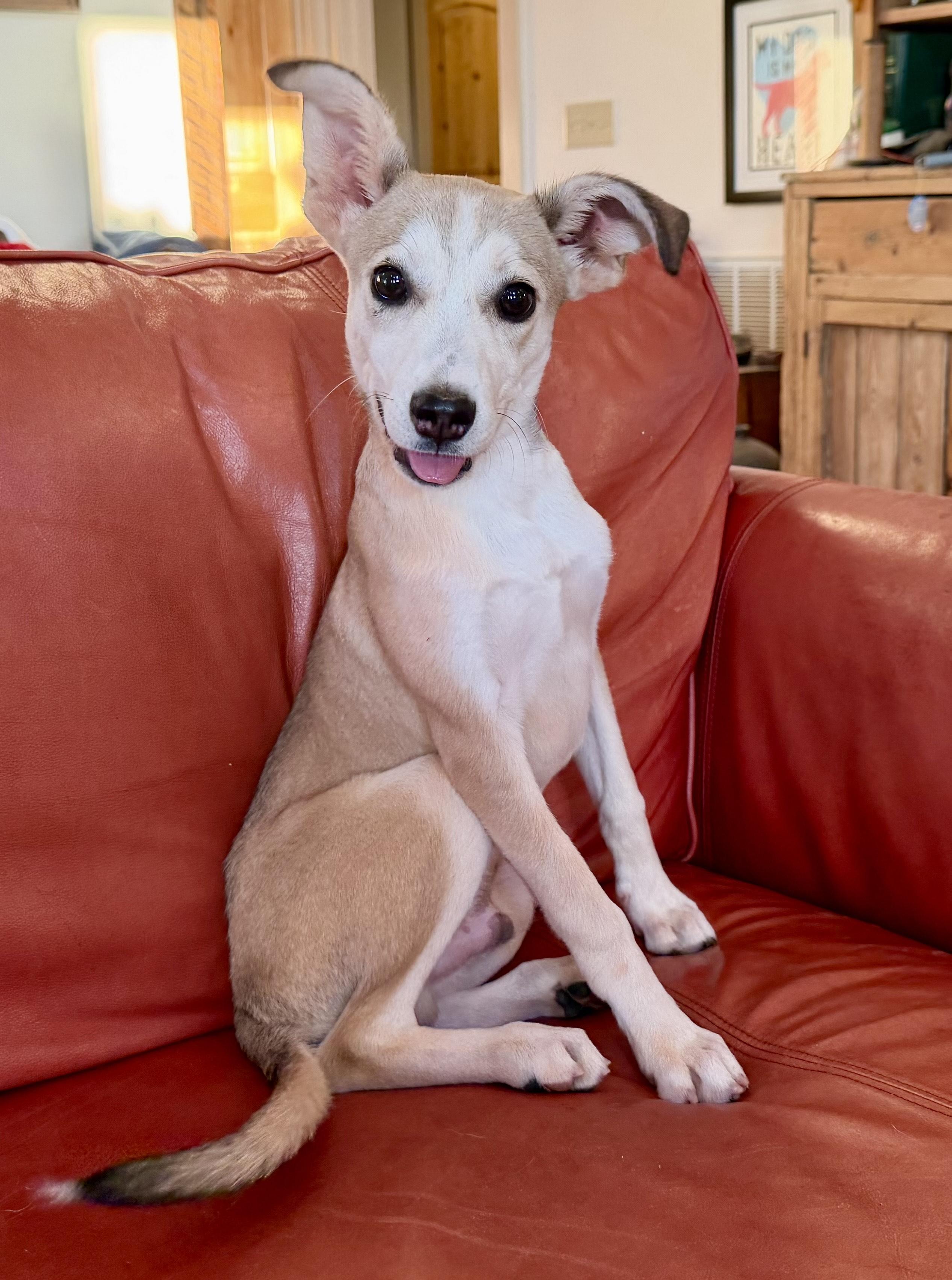 Hersley, Adoptable, Young Male Irish Terrier & Chihuahua.