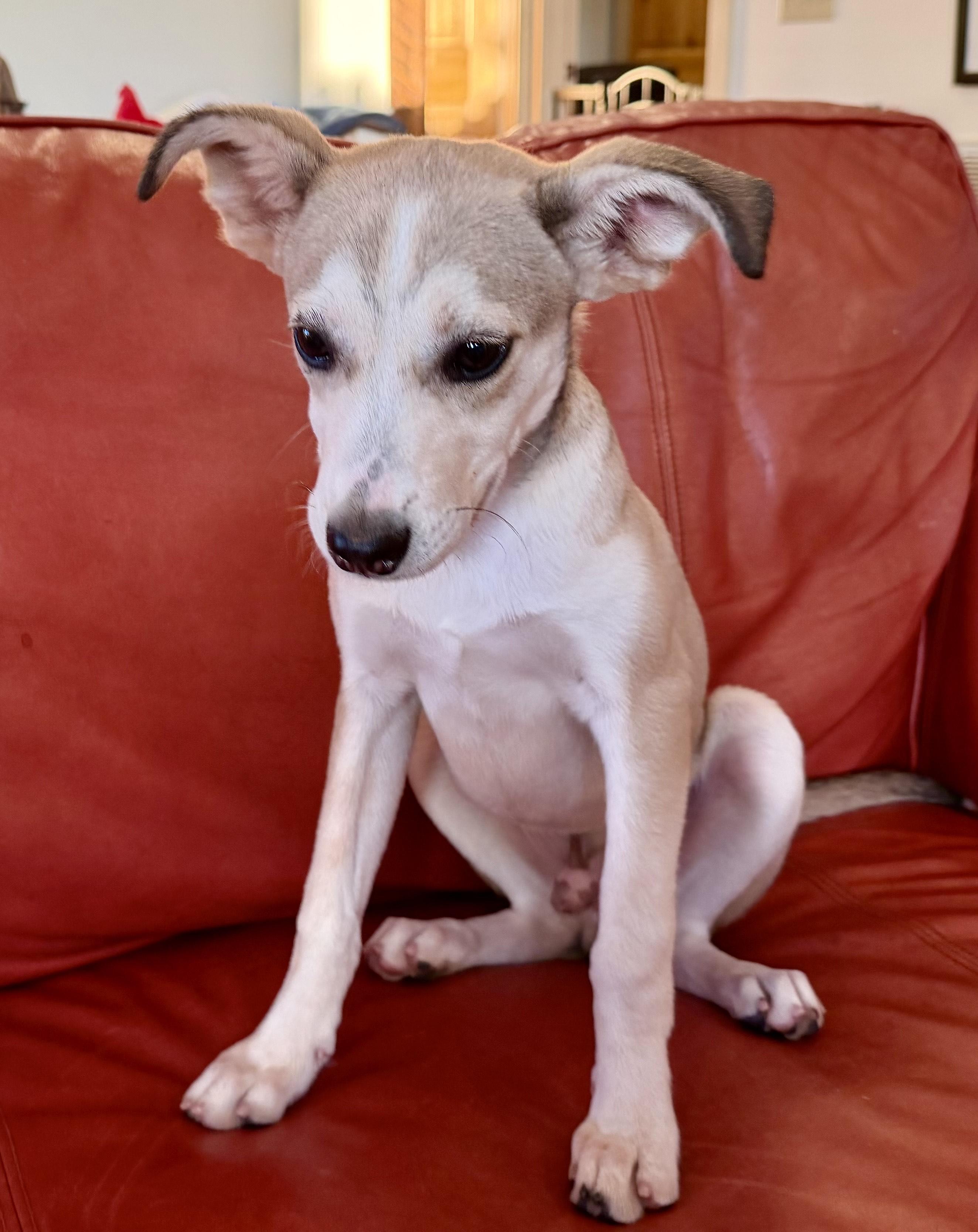 Enlarge Hersley, a Adoptable mixed breed in MORAVIAN FALLS, NC image 3/4