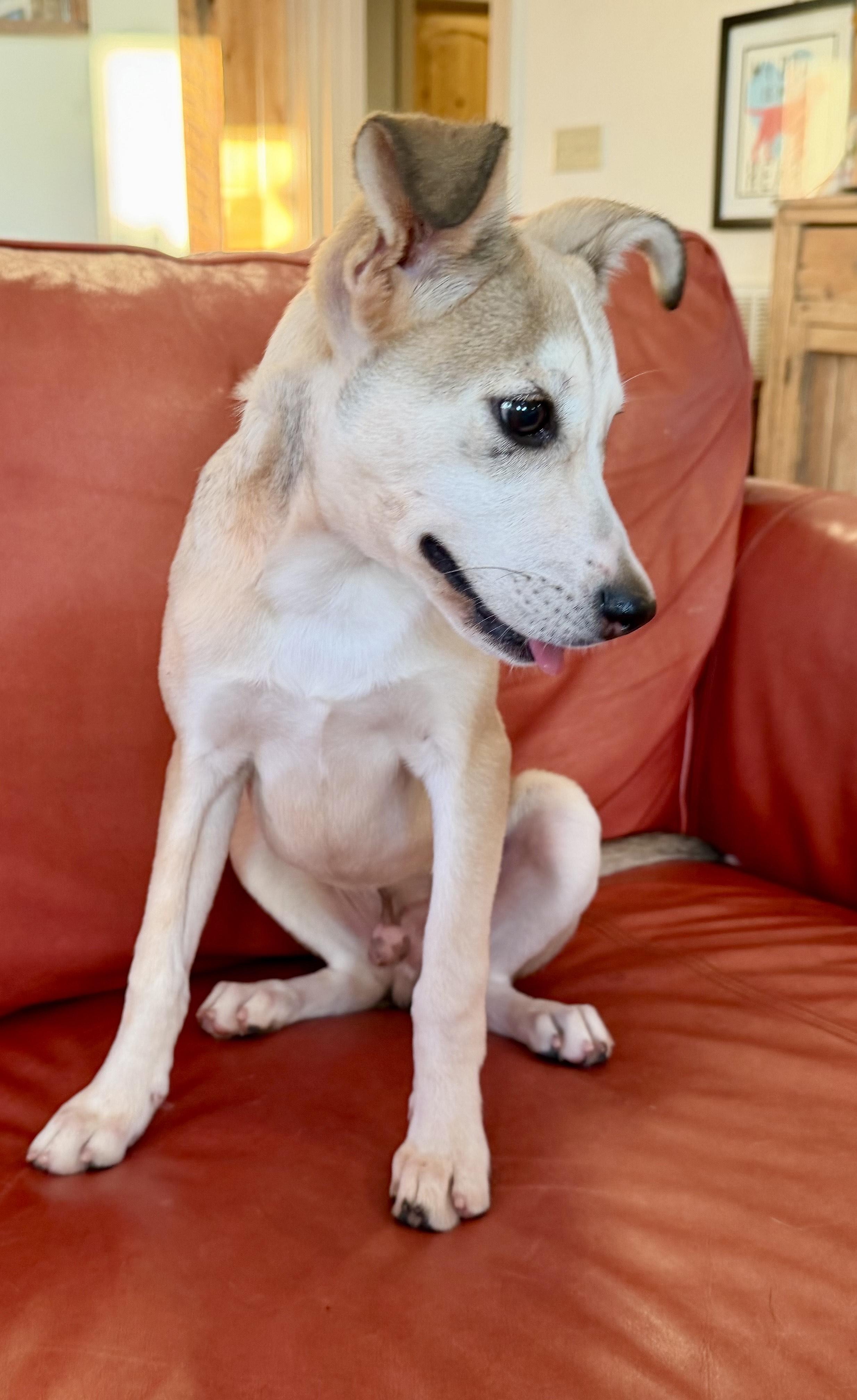 Enlarge Hersley, a Adoptable mixed breed in MORAVIAN FALLS, NC image 2/4
