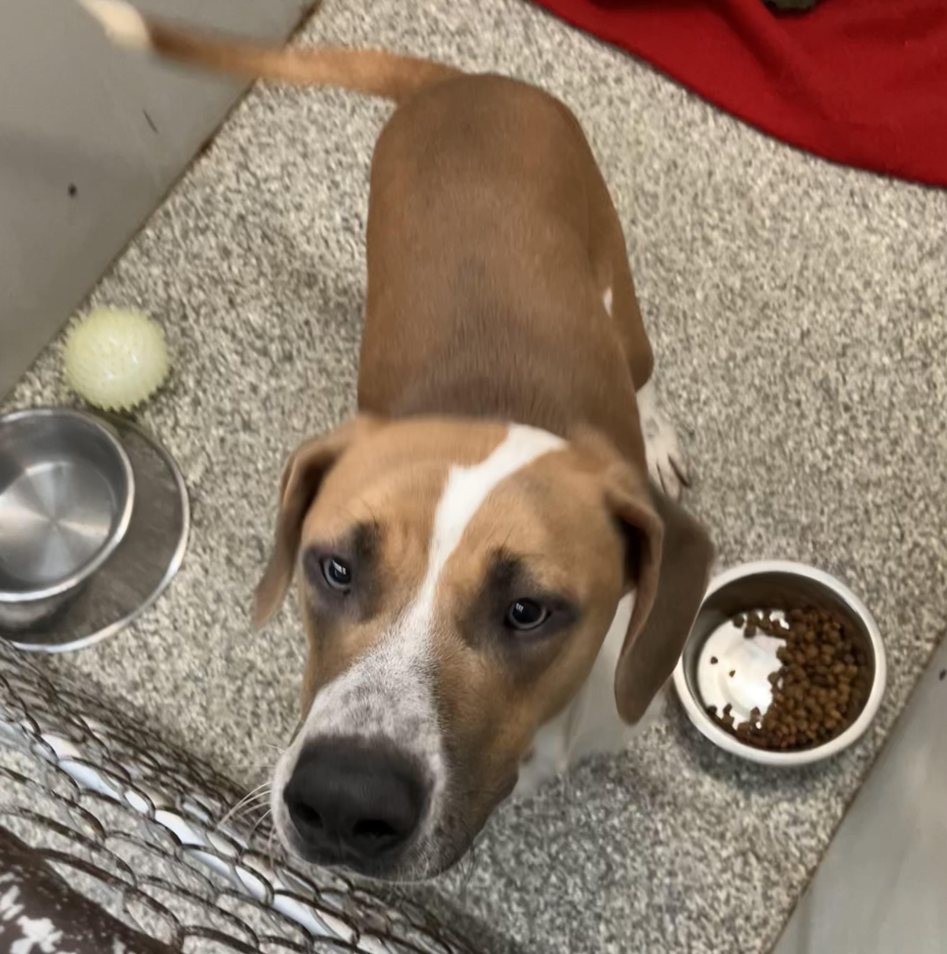 Dumpling, Adoptable, Young Female Mixed Breed.