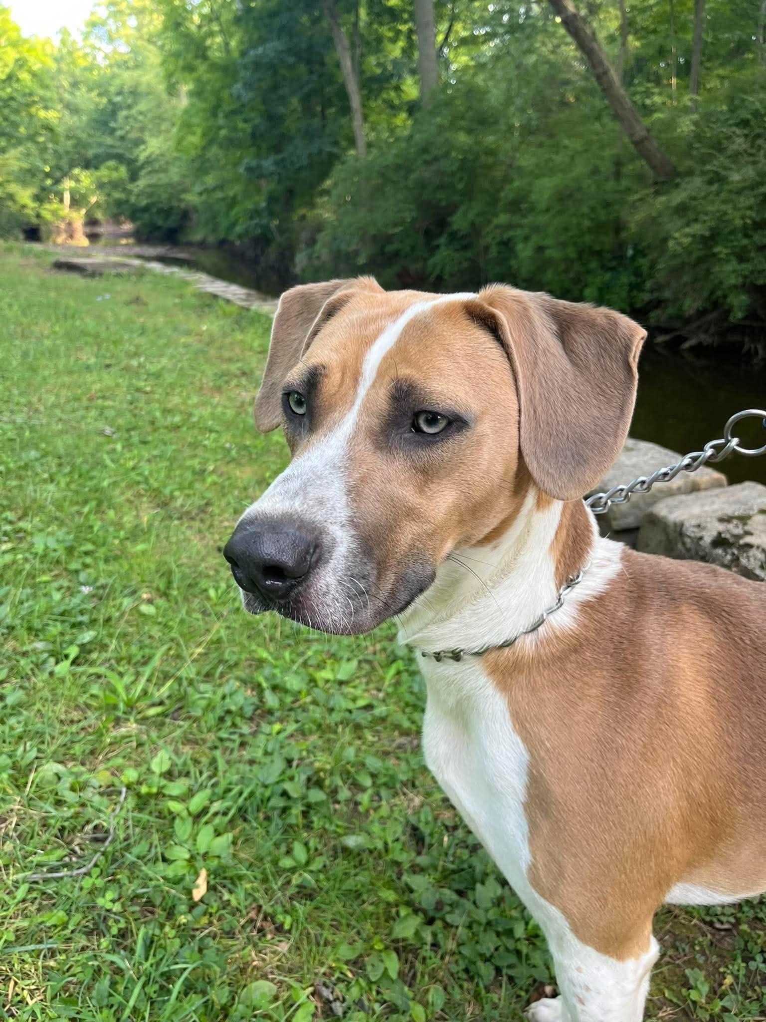 Dumpling, Adoptable, Young Male Mixed Breed.