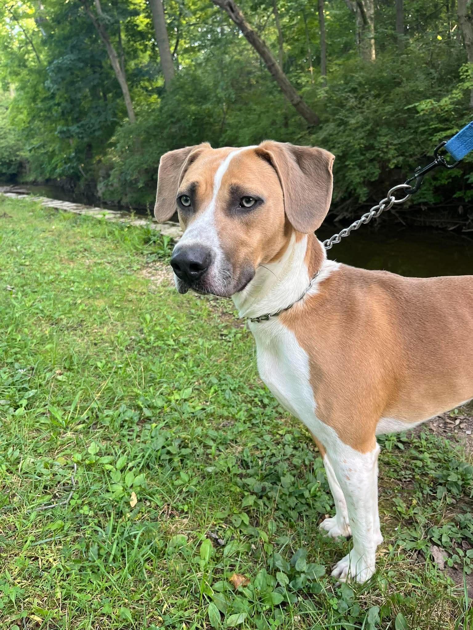 Enlarge Dumpling, a Adoptable mixed breed in Parma, OH image 4/5