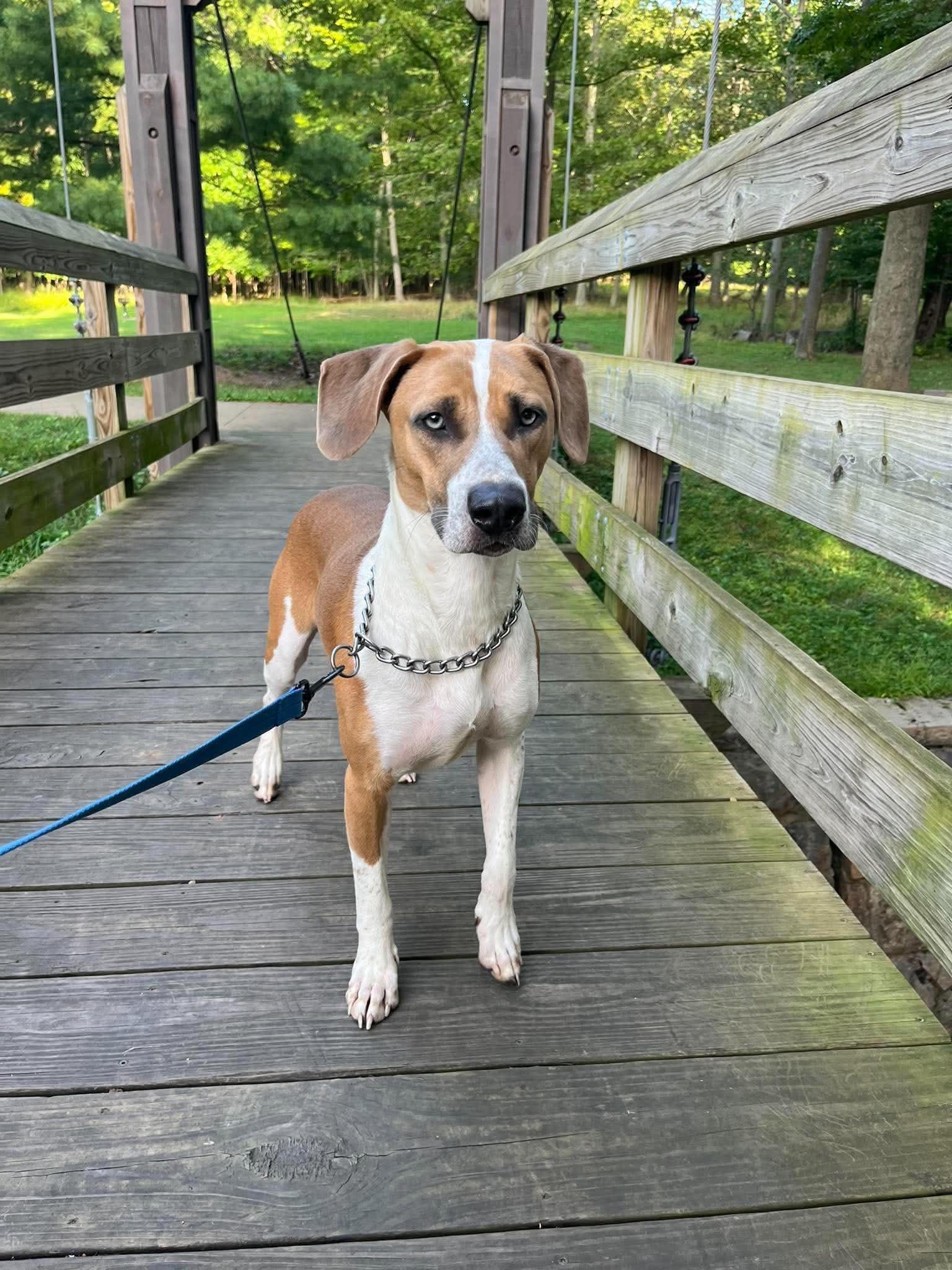 Enlarge Dumpling, a Adoptable mixed breed in Parma, OH image 3/5
