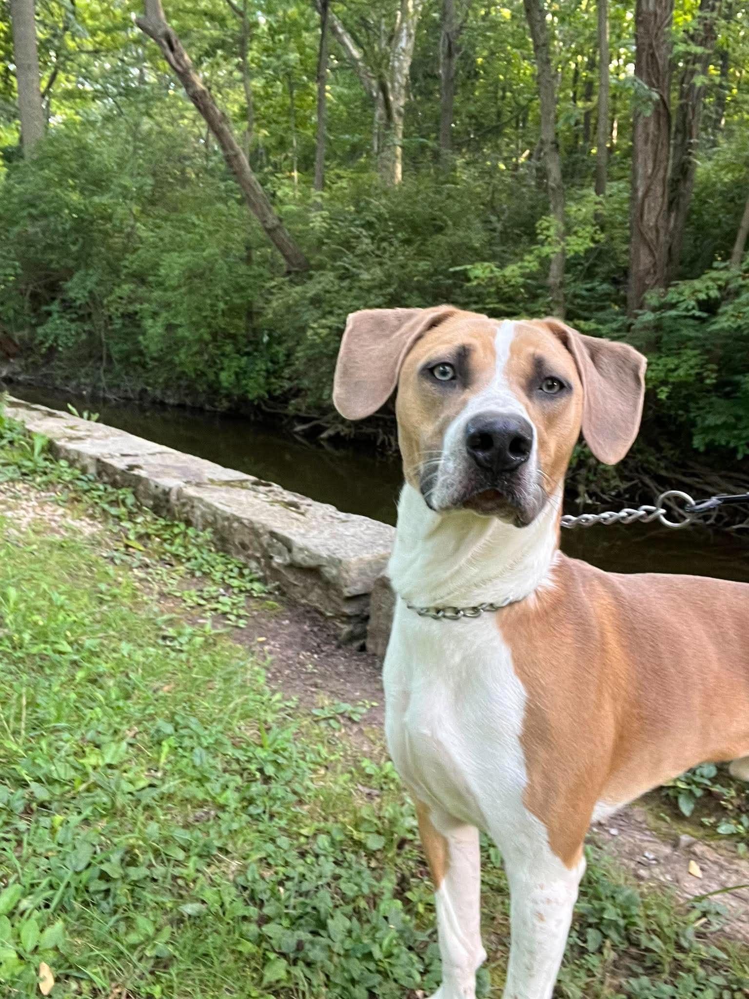Enlarge Dumpling, a Adoptable mixed breed in Parma, OH image 2/5