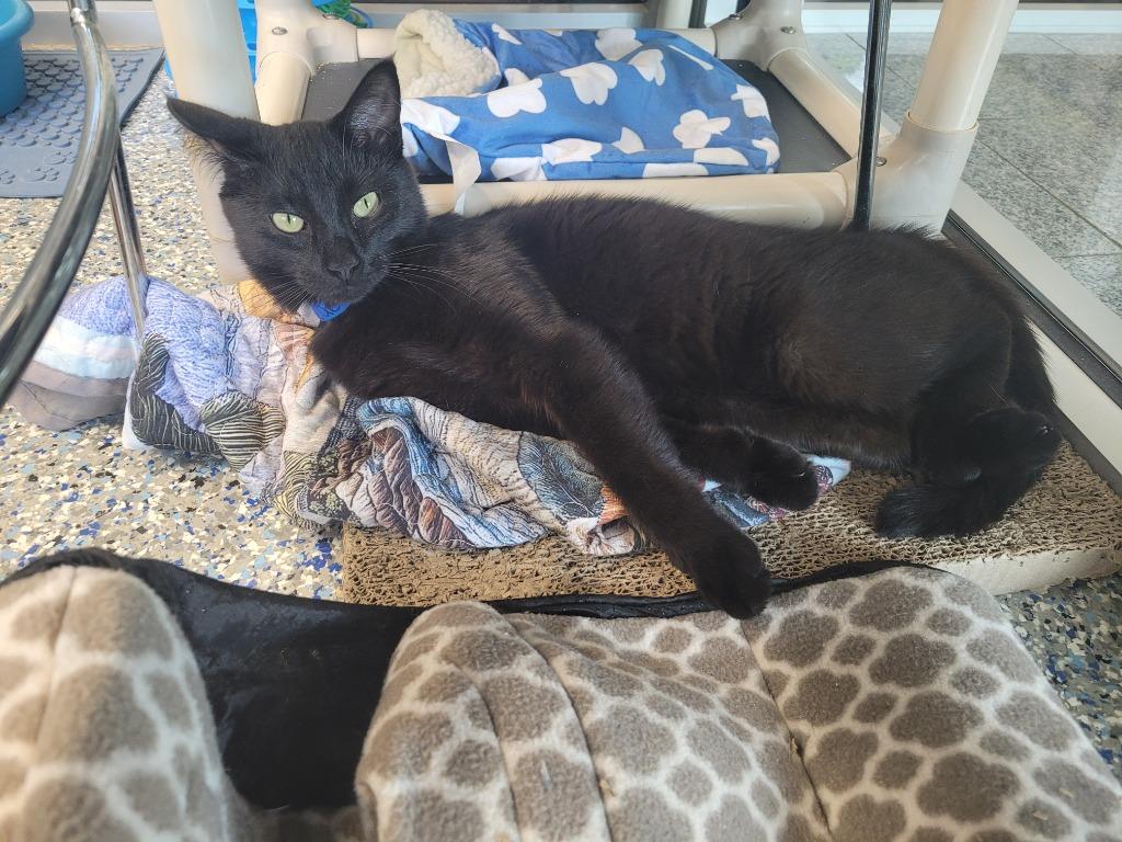Caelum, a Adoptable mixed breed in Angola, IN image 2/3